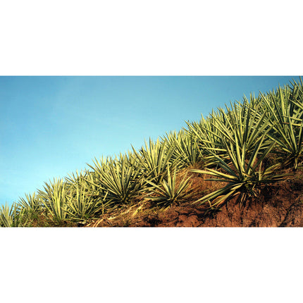 Del Maguey San Luis Del Rio Azul